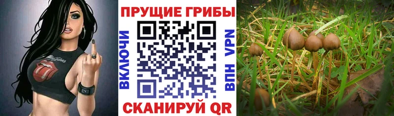 Купить где  Видное  Псилоцибиновые грибы GOLDEN TEACHER 